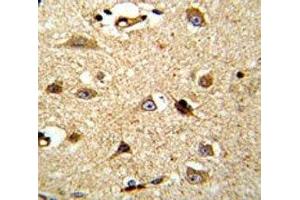 IHC analysis of FFPE human brain tissue stained with VCP antibody (VCP Antikörper  (AA 726-755))