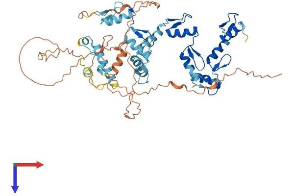 ZNF671 Protein (AA 1-534) (His tag)