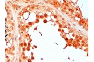 Immunohistochemistry (2μg/ml) staining of paraffin embedded Human Testis.