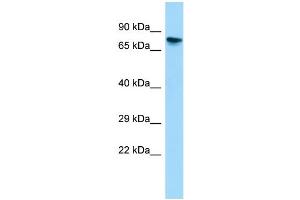 WB Suggested Anti-Gtpbp4 Antibody Titration: 1.