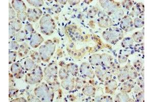 Immunohistochemistry of paraffin-embedded human pancreatic tissue using ABIN7148496 at dilution of 1:100 (COPS4 Antikörper  (AA 1-310))