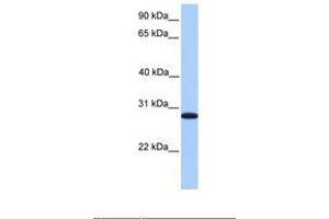 Image no. 1 for anti-Cyclin-Dependent Kinase Inhibitor 3 (CDKN3) (AA 51-100) antibody (ABIN6738871) (CDKN3 Antikörper  (AA 51-100))