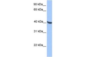 Western Blotting (WB) image for anti-Oligodendrocyte Lineage Transcription Factor 2 (OLIG2) antibody (ABIN2460558) (OLIG2 Antikörper)