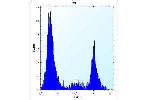 CYP20A1 Antibody (Center) (ABIN656565 and ABIN2845825) flow cytometric analysis of 293 cells (right histogram) compared to a negative control cell (left histogram). (CYP20A1 Antikörper  (AA 221-250))