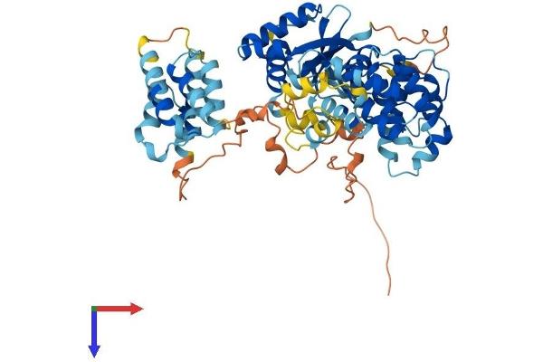 FASTK Protein (AA 1-549) (His tag)