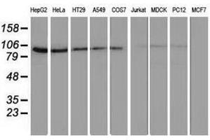 Image no. 4 for anti-Striatin Interacting Protein 1 (STRIP1) antibody (ABIN1498205) (STRIP1 Antikörper)