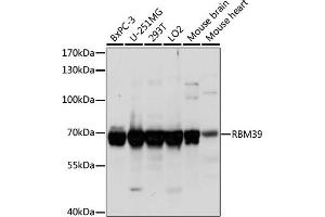 Western blot analysis of extracts of various cell lines, using RBM39 antibody (ABIN7270085) at 1:1000 dilution.