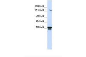 Image no. 1 for anti-Immunoglobulin Superfamily, Member 9 (IGSF9) (AA 74-123) antibody (ABIN6739256) (IGSF9 Antikörper  (AA 74-123))
