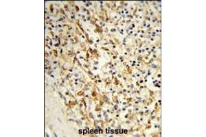 Formalin-fixed and paraffin-embedded human spleen tissue reacted with PCAT1 Antibody (C-term), which was peroxidase-conjugated to the secondary antibody, followed by DAB staining. (PCAT1 Antikörper  (C-Term))