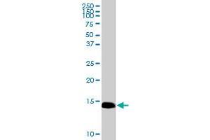 IFITM3 MaxPab rabbit polyclonal antibody. (IFITM3 Antikörper  (AA 1-133))
