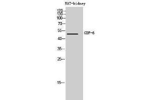 Western Blotting (WB) image for anti-Growth Differentiation Factor 6 (GDF6) (Internal Region) antibody (ABIN3178999) (GDF6 Antikörper  (Internal Region))