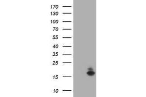 Image no. 1 for anti-Ataxin 7-Like 1 (ATXN7L1) antibody (ABIN1496782) (ATXN7L1 Antikörper)