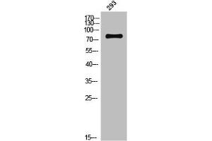 Western Blot analysis of 293 cells using Phospho-Trk B (Y706) Polyclonal Antibody