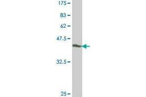 Western Blotting (WB) image for anti-C-Type Lectin Domain Family 4, Member E (CLEC4E) (AA 1-219) antibody (ABIN565250)