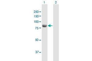 Western Blot analysis of ALDH18A1 expression in transfected 293T cell line by ALDH18A1 MaxPab polyclonal antibody.