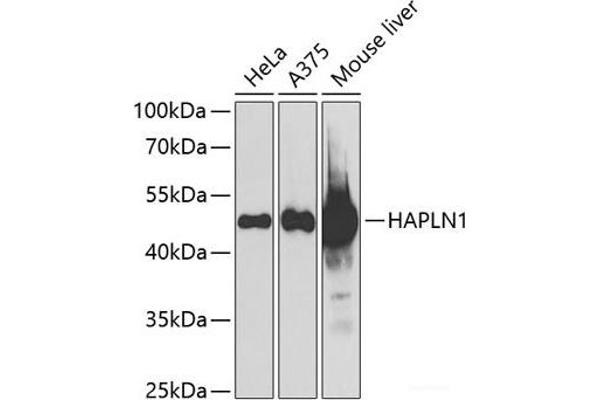 HAPLN1 antibody