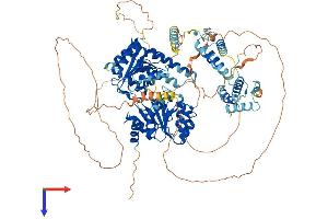 RECQL5 Protein (AA 1-991) (His tag)
