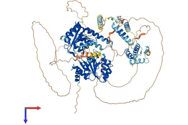 RECQL5 Protein (AA 1-991) (His tag)