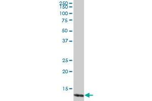 TCL1A MaxPab polyclonal antibody. (TCL1A Antikörper  (AA 1-114))