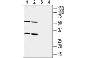 Western blot analysis of mouse (lanes 1 and 3) and rat (lanes 2 and 4) heart membranes:1,2.