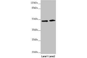 Western blot All lanes: RNF135 antibody at 3. (RNF135 Antikörper  (AA 339-432))