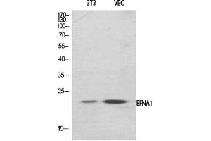 Western Blotting (WB) image for anti-Ephrin A1 (EFNA1) (Internal Region) antibody (ABIN5956515) (Ephrin A1 Antikörper  (Internal Region))