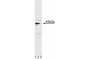 Western blot analysis of Casein Kinase alpha/alpha' on rat cerebellum lysate. (Casein Kinase II alpha /alpha (AA 1-123) Antikörper)