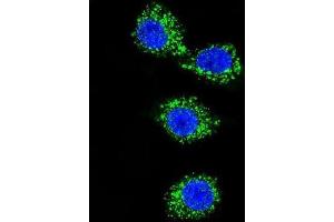 Immunofluorescence (IF) image for anti-Membrane Protein, Palmitoylated 3 (MAGUK P55 Subfamily Member 3) (MPP3) antibody (ABIN2997119) (MPP3 Antikörper)