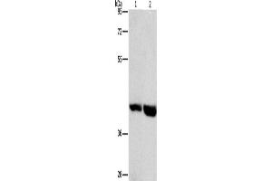 Western Blotting (WB) image for anti-G Protein-Coupled Receptor 182 (GPR182) antibody (ABIN2432683) (G Protein-Coupled Receptor 182 Antikörper)
