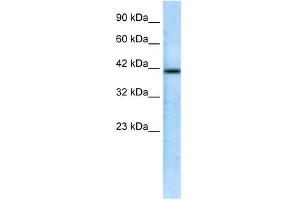 CHRFAM7A antibody used at 0.