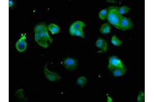 Immunofluorescence (IF) image for anti-Proteasome (Prosome, Macropain) 26S Subunit, Non-ATPase, 7 (PSMD7) (AA 1-324), (Regulatory Subunit 7) antibody (ABIN7142217)