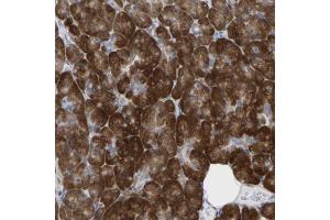 Immunohistochemical staining (Formalin-fixed paraffin-embedded sections) of human pancreas shows strong cytoplasmic positivity in exocrine glandular cells.