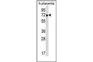 Western blot analysis of GNE / GLCNE Antibody (N-term) in human placenta tissue lysates (35ug/lane). (GNE Antikörper  (N-Term))