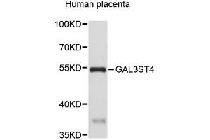 Western blot analysis of extracts of human placenta, using GAL3ST4 antibody (ABIN5972880). (GAL3ST4 Antikörper)
