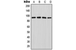 Western blot analysis of LZTR1 expression in Jurkat (A), MCF7 (B), NIH3T3 (C), PC12 (D) whole cell lysates. (LZTR1 Antikörper  (Center))