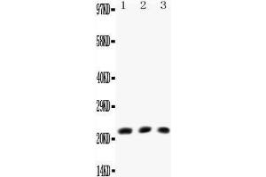 Western Blotting (WB) image for anti-Lymphotoxin-alpha (LTA) (AA 73-88), (Middle Region) antibody (ABIN3042614) (LTA Antikörper  (Middle Region))