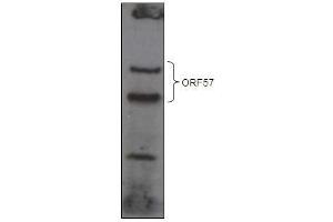 KSHV ORF 57 Antibody (ABIN1540010 and ABIN2837834) western blot analysis Over-expressed GFP-tagged ORF57 in HEK293T cell line. (KSHV ORF57 (AA 33-60) Antikörper)