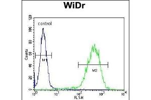 CHCHD2 Antibody (Center) (ABIN654013 and ABIN2843939) flow cytometric analysis of WiDr cells (right histogram) compared to a negative control cell (left histogram). (CHCHD2 Antikörper  (AA 74-103))