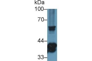Detection of TMEM173 in Mouse Thymus lysate using Polyclonal Antibody to Transmembrane Protein 173 (TMEM173) (STING/TMEM173 Antikörper  (AA 159-373))