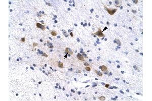 KCNH6 antibody was used for immunohistochemistry at a concentration of 4-8 ug/ml to stain Neural cells (arrows) in Human Brain. (KCNH6 Antikörper)