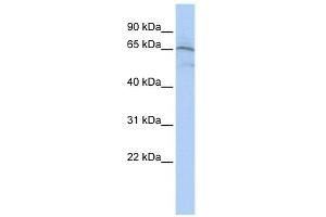 Western Blot showing AIFM1 antibody used at a concentration of 1-2 ug/ml to detect its target protein. (AIF Antikörper  (Middle Region))