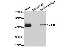 Immunoprecipitation analysis of 200ug extracts of Jurkat cells using 1ug EIF3H antibody. (EIF3H Antikörper  (AA 80-340))