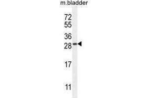 TIFAB Antibody (Center) western blot analysis in mouse bladder tissue lysates (35 µg/lane). (TIFAB Antikörper  (Middle Region))