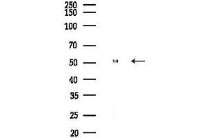 anti-Opsin 4 (OPN4) (C-Term) antibody