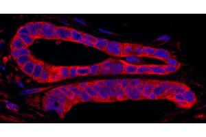 Immunofluorescence (IF) image for anti-SFRS Protein Kinase 2 (SRPK2) (AA 425-475) antibody (ABIN7449028) (SRPK2 Antikörper  (AA 425-475))