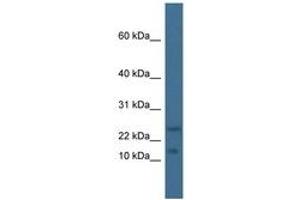 Image no. 1 for anti-Transcription Factor MafK (MAFK) (N-Term) antibody (ABIN6747377) (MAFK Antikörper  (N-Term))