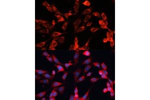Immunofluorescence analysis of NIH-3T3 cells using MRPS28 Polyclonal Antibody (ABIN6133074, ABIN6144041, ABIN6144042 and ABIN6220731) at dilution of 1:100 (40x lens). (MRPS28 Antikörper  (AA 1-187))