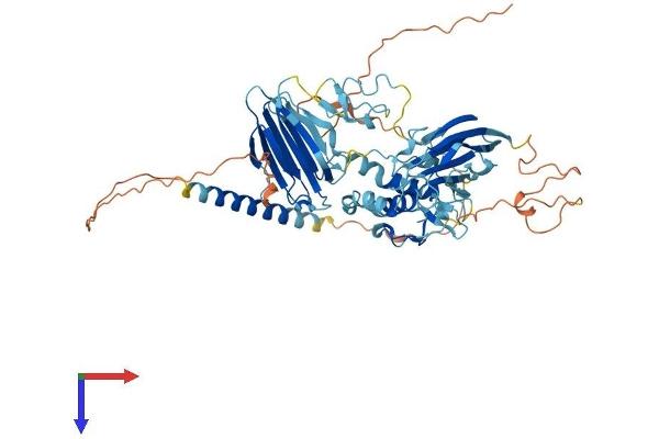 MFRP Protein (AA 1-584) (His tag)
