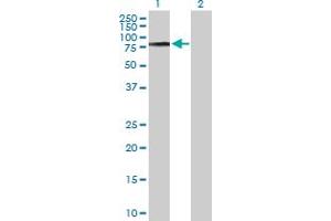 Western Blot analysis of COL9A3 expression in transfected 293T cell line by COL9A3 MaxPab polyclonal antibody. (COL9A3 Antikörper  (AA 1-684))