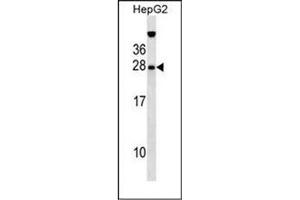 Western blot analysis of Hepatopoietin Antibody (Center) in HepG2 cell line lysates (35ug/lane).
